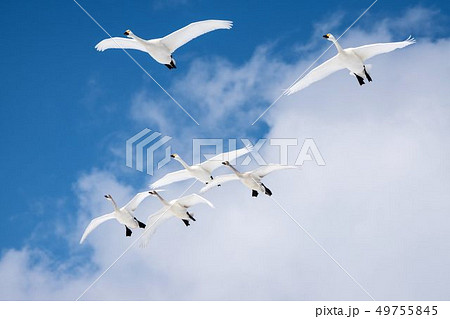 空を飛ぶコハクチョウ 49755845