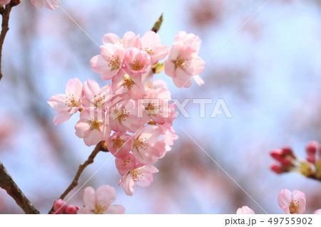 桜6139 桜6139 49755902