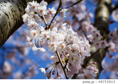桜満開（石川県 木場潟公園） 49755913