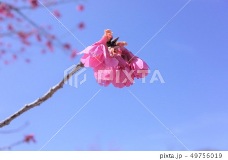 美しく咲くピンク色の桜、梅の花、満開、春の日本、群馬県高崎市 美しく咲くピンク色の桜、梅の花、満開、春の日本、群馬県高崎市 49756019