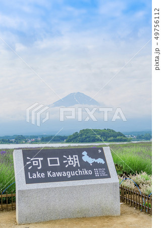 【河口湖 ラベンダー】 【河口湖 ラベンダー】 49756112
