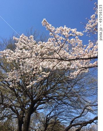 桜が満開 49756135