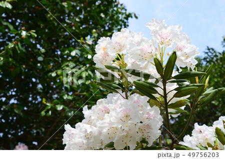 法華嶽公園のシャクナゲ 法華嶽公園のシャクナゲ 49756203