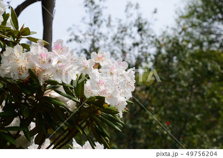 法華嶽公園のシャクナゲ 法華嶽公園のシャクナゲ 49756204