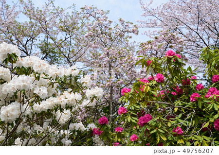 法華嶽公園のシャクナゲ 法華嶽公園のシャクナゲ 49756207