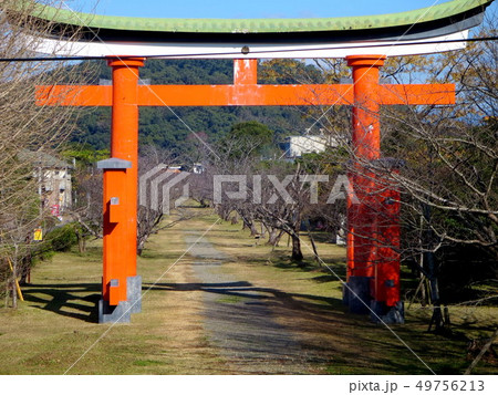新田神社(薩摩国一の宮)界隈 新田神社(薩摩国一の宮)界隈 49756213