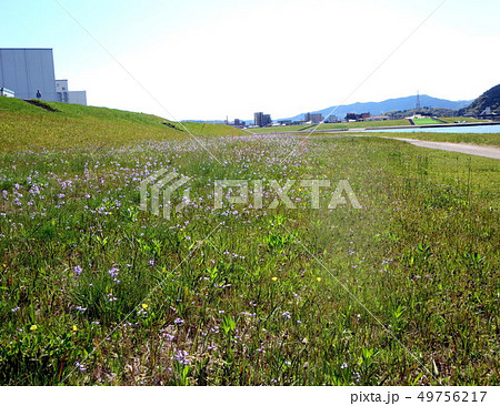 新田神社（薩摩国一の宮）界隈 49756217