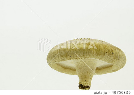 椎茸 椎茸 49756339