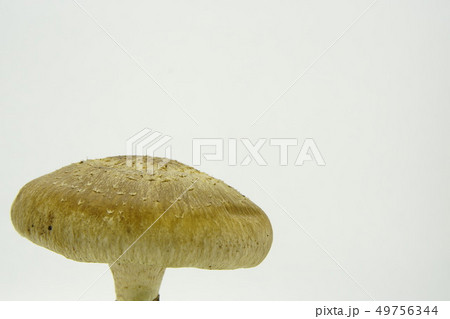 椎茸 49756344