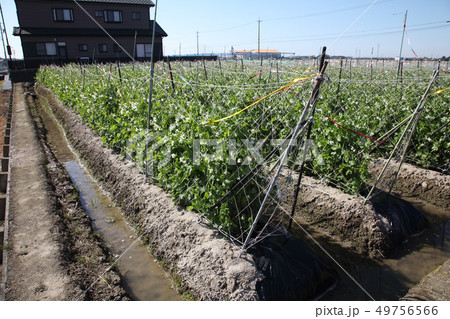 春のエンドウ畑 49756566