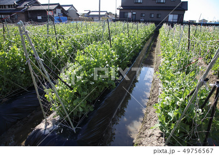 春のエンドウ畑 春のエンドウ畑 49756567