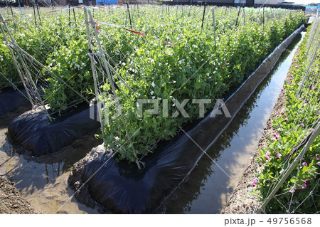 春のエンドウ畑 49756568