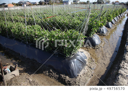 春のエンドウ畑 49756570