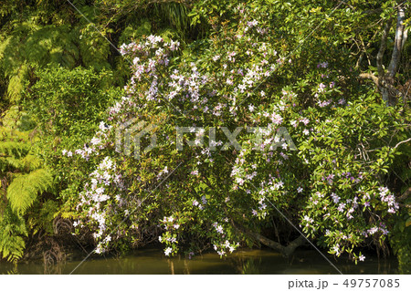 浦内川 西表島のジャングルクルーズ 浦内川 西表島のジャングルクルーズ 49757085