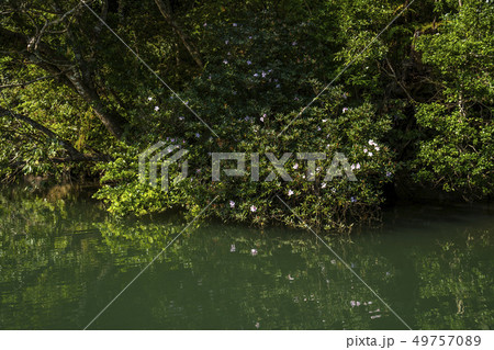 浦内川　西表島のジャングルクルーズ 49757089