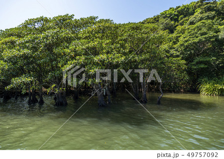 浦内川　西表島のジャングルクルーズ 49757092