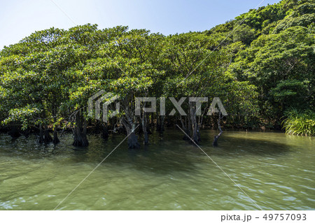 浦内川 西表島のジャングルクルーズ 浦内川 西表島のジャングルクルーズ 49757093
