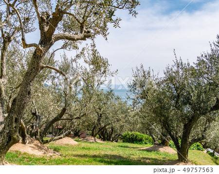 小豆島 オリーブ栽培発祥の地 49757563