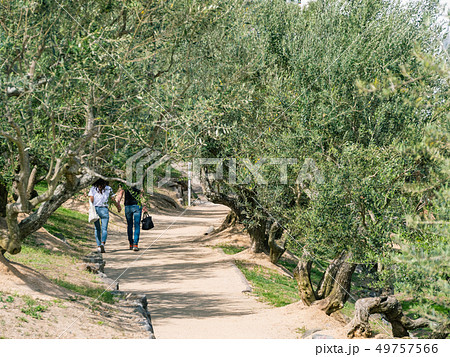 小豆島 オリーブ栽培発祥の地 小豆島 オリーブ栽培発祥の地 49757566