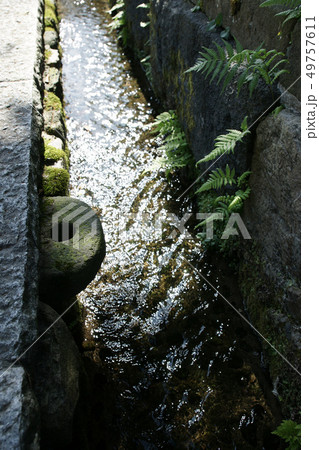 鳥取　四季の散歩　夏　花　鹿野 49757611