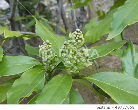 万葉植物園にある、あおきのつぼみ 万葉植物園にある、あおきのつぼみ 49757659
