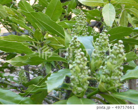 万葉植物園にある、あおきのつぼみ 49757661