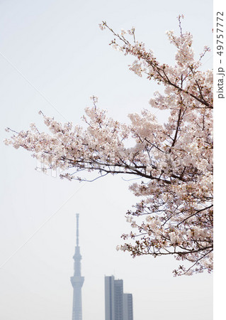 桜と東京スカイツリー 桜と東京スカイツリー 49757772