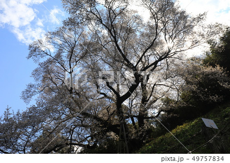 大山桜5308 49757834