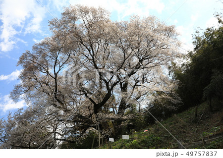 大山桜5397 49757837