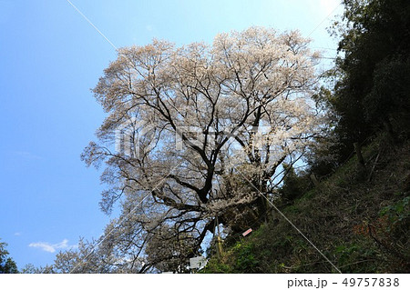 大山桜5445 大山桜5445 49757838