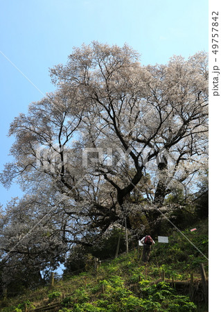 大山桜5480 大山桜5480 49757842