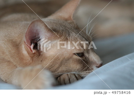 我が家のミルクさん 我が家のミルクさん 49758416