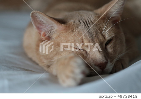 我が家のミルクさん 我が家のミルクさん 49758418