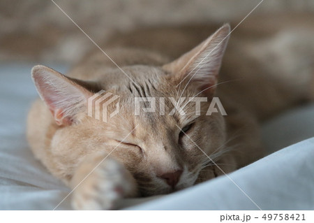 我が家のミルクさん 我が家のミルクさん 49758421