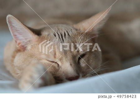 我が家のミルクさん 49758423