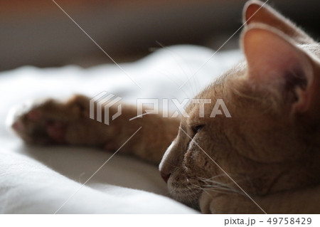 我が家のミルクさん 我が家のミルクさん 49758429