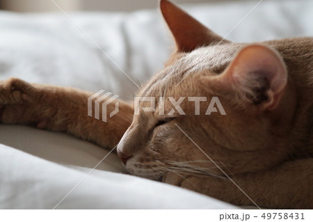 我が家のミルクさん 49758431