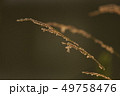 つる植物11 つる植物11 49758476