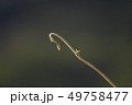 つる植物12 つる植物12 49758477
