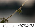 つる植物13 つる植物13 49758478