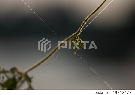 つる植物13 49758478