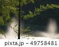 竹01 竹01 49758481