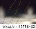 つる植物16 つる植物16 49758482