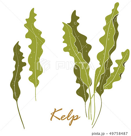 Seaweed Kelp or Laminaria. Green food algae 49758487