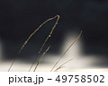 つる植物17 つる植物17 49758502