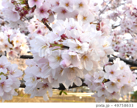 今年も満開の桜たち(千葉県市川大野) 今年も満開の桜たち(千葉県市川大野) 49758633