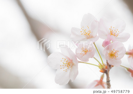 桜の挿絵 49758779