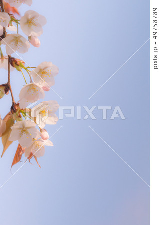 桜の挿絵 49758789