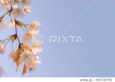 桜の挿絵 桜の挿絵 49758790