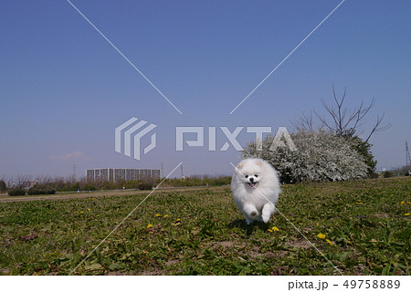 ポメラニアンと、青い空 49758889